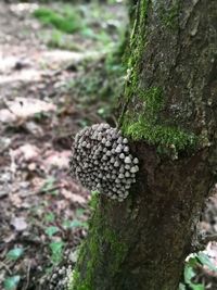 Close-up of lichen on tree trunk