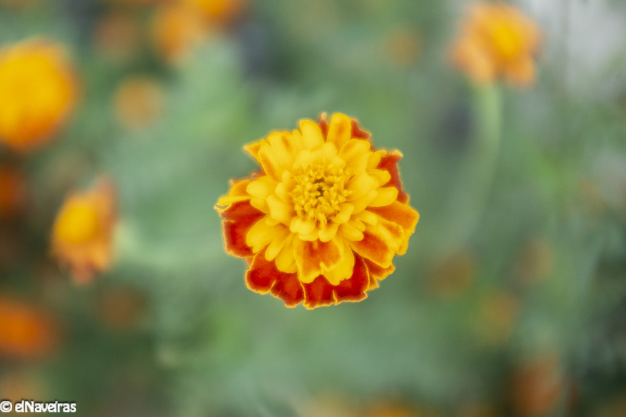 CLOSE-UP OF FRESH YELLOW FLOWER