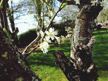 Close-up of white flowers on tree