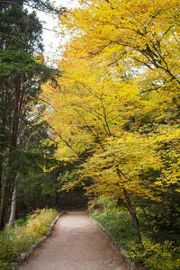 Footpath amidst trees in forest during autumn