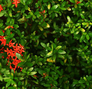 High angle view of flowering plant