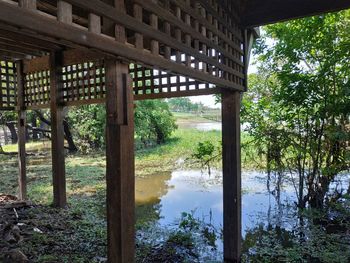 Bridge over river in forest