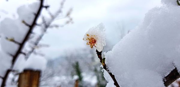 Close-up of frozen tree against sky during winter