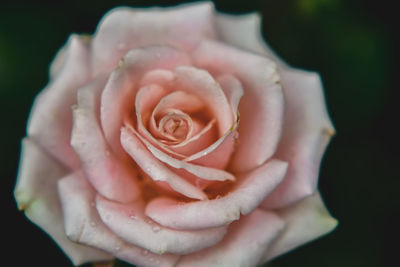 Close-up of hand holding rose