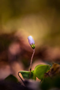 Beautiful white wood sorrel flowers blooming on a forest ground. shallow depth of field. 