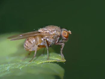 Close-up of insect