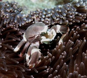 Close-up of coral in sea