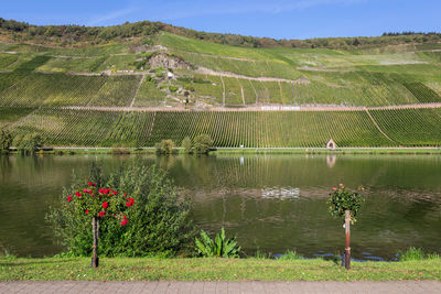 Scenic view of flowering plants on land by lake