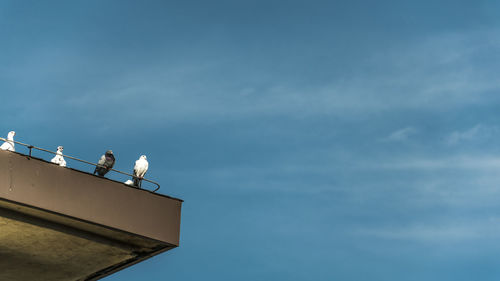 Low angle view of birds perching on roof against sky