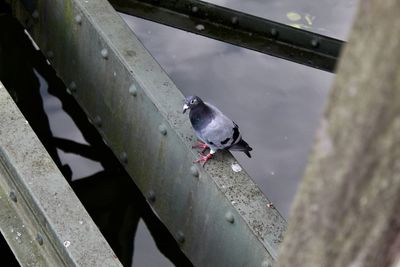 High angle view of bird perching on railing against wall