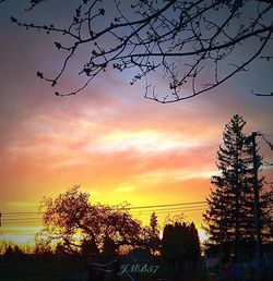 Silhouette of trees at sunset