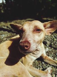 Close-up portrait of dog