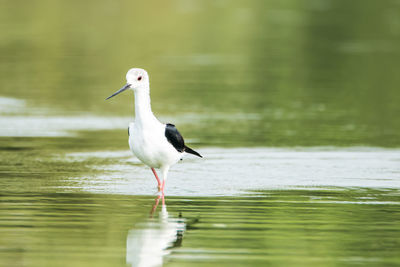 Bird perching on a lake