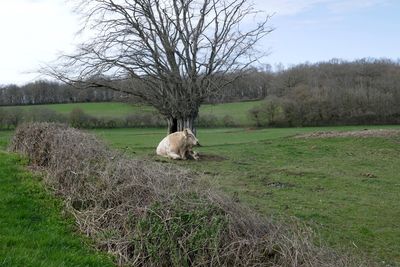 View of a horse on field