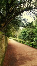 Footpath passing through trees