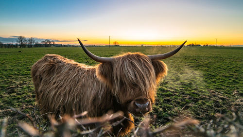 Cow on field against sky during sunset