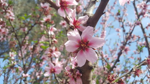 Close-up of apple blossoms in spring