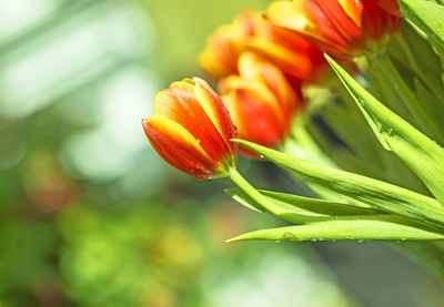 Close-up of orange flowering plant