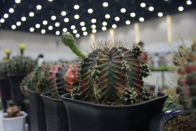 Close-up of succulent plant in greenhouse