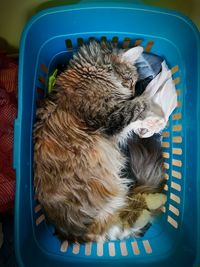 High angle view of cat sleeping on seat