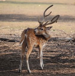 Spotted deer on field