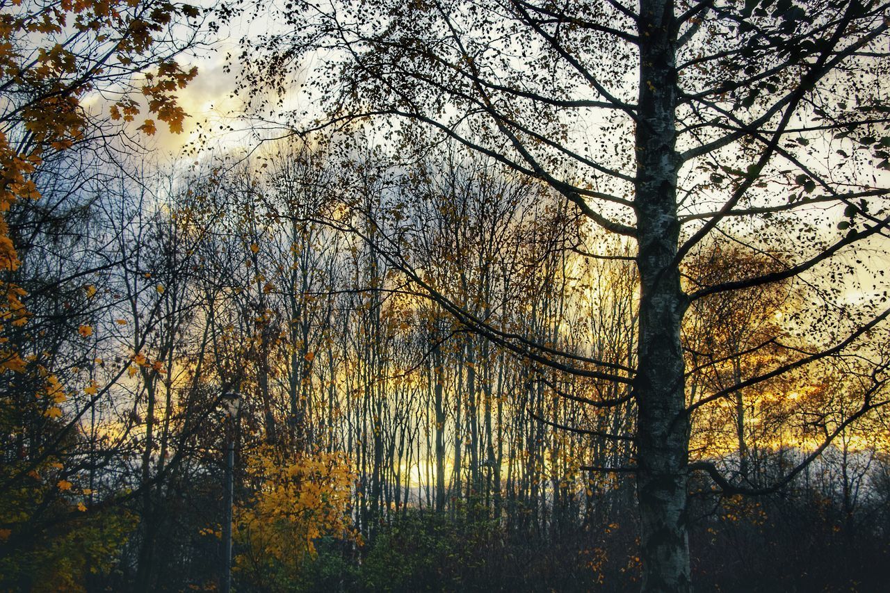 TREES IN FOREST AGAINST SKY DURING AUTUMN