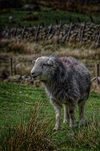 Herdwick sheep standing on field