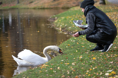 Swans in lake