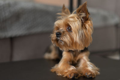 Close-up of a dog at home