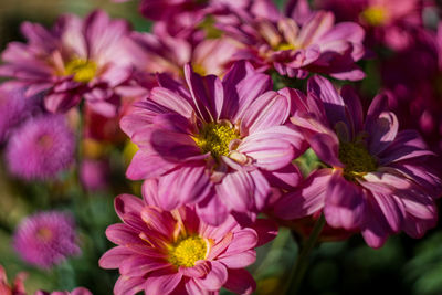 Close-up of pink flowering plants