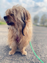 Close-up of a dog looking away