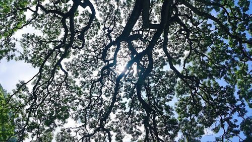 Low angle view of trees against sky