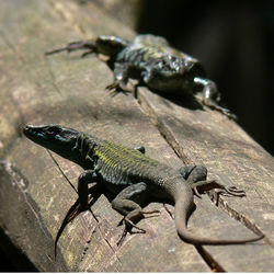 Close-up of lizard