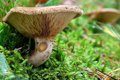 Close-up of mushroom growing on field