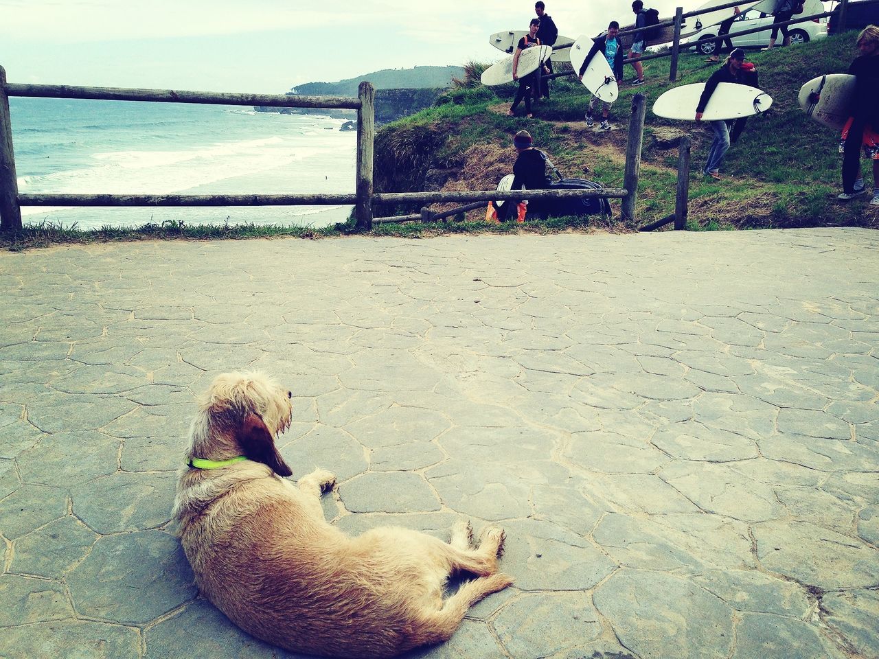 water, animal themes, beach, one animal, sea, relaxation, dog, sitting, sand, sunlight, domestic animals, pets, shore, sky, bird, mammal, incidental people, rear view, day