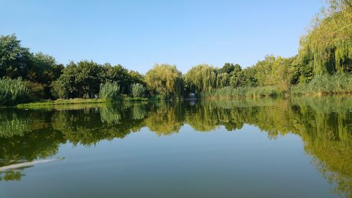 Reflection of trees in calm lake