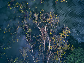 Fallen trees floating on lake after storm seen from above