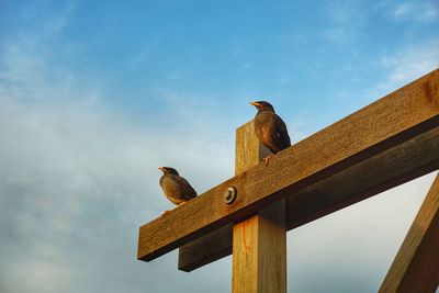 Low angle view of seagull perching on column against sky