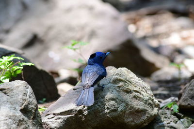animal wildlife