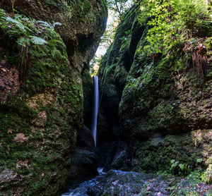 Scenic view of waterfall in forest