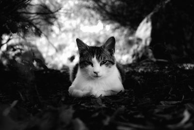 Portrait of a cat on field