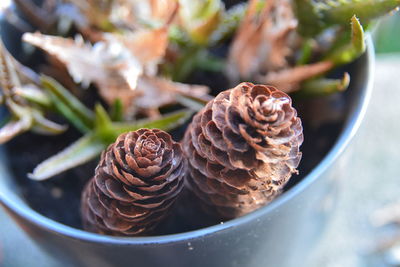 High angle view of pine cone on table