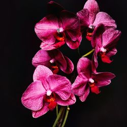 Close-up of pink flowers over black background