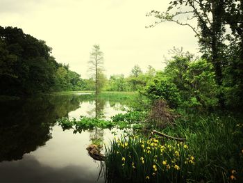 Reflection of trees in calm lake