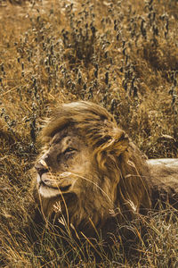 View of cat on land