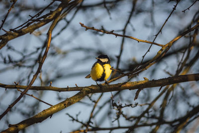 Low angle view of bird perching on branch