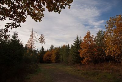 Trees in forest against sky during autumn