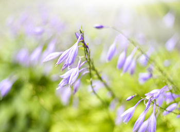 Close-up of purple flowering plant