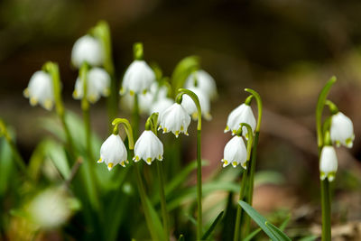 Close-up of white flowering plants on field