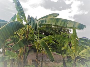 Palm tree by leaves against sky